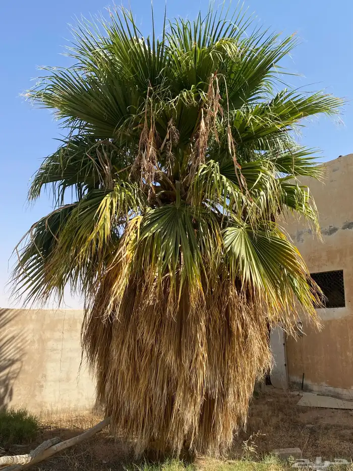 نخل وشنطن اكثر من 6متر 0