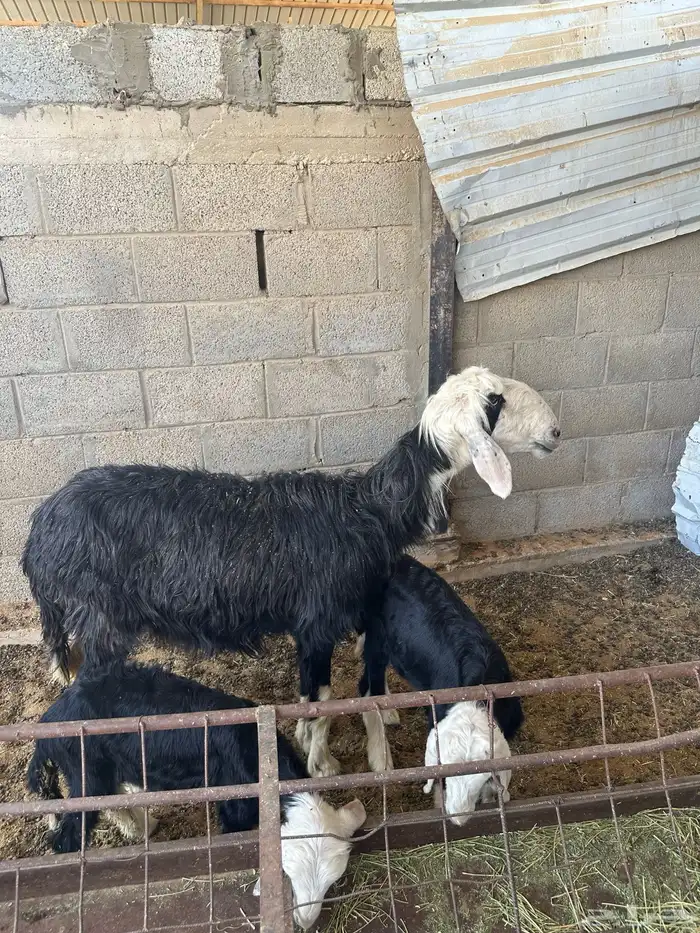 شاه نجديه 1