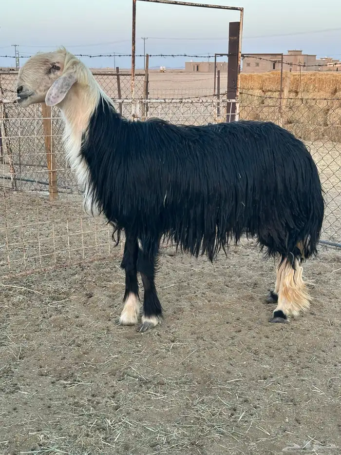 خروف نجدي فحل 1