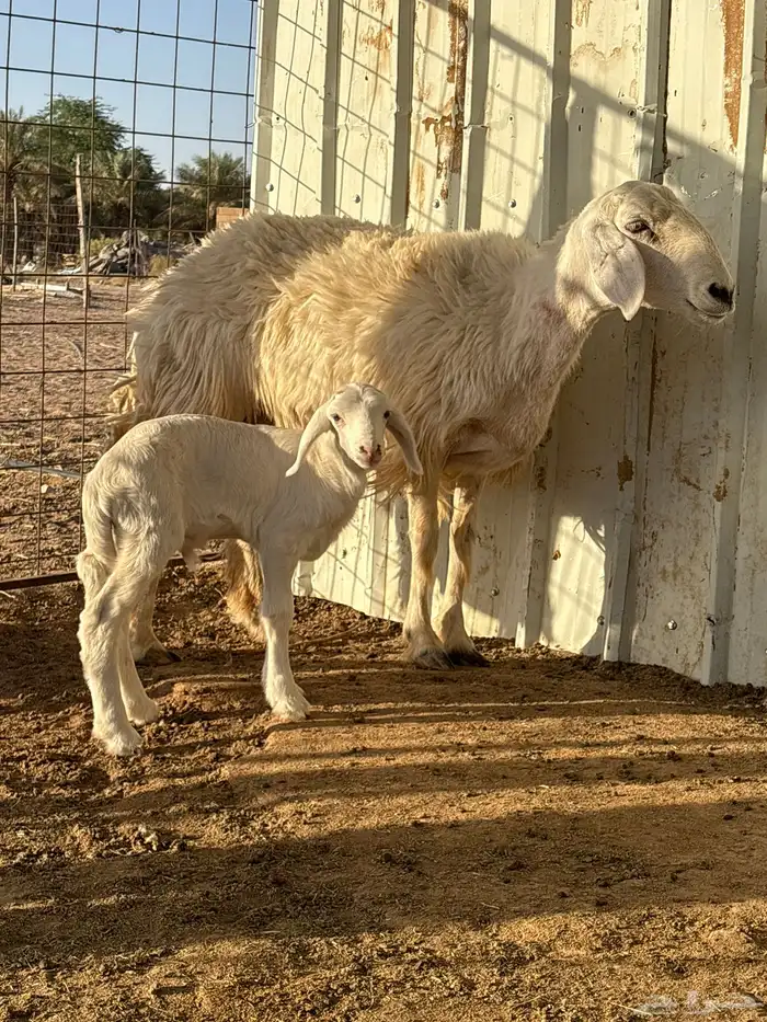 خلفه حريه 1