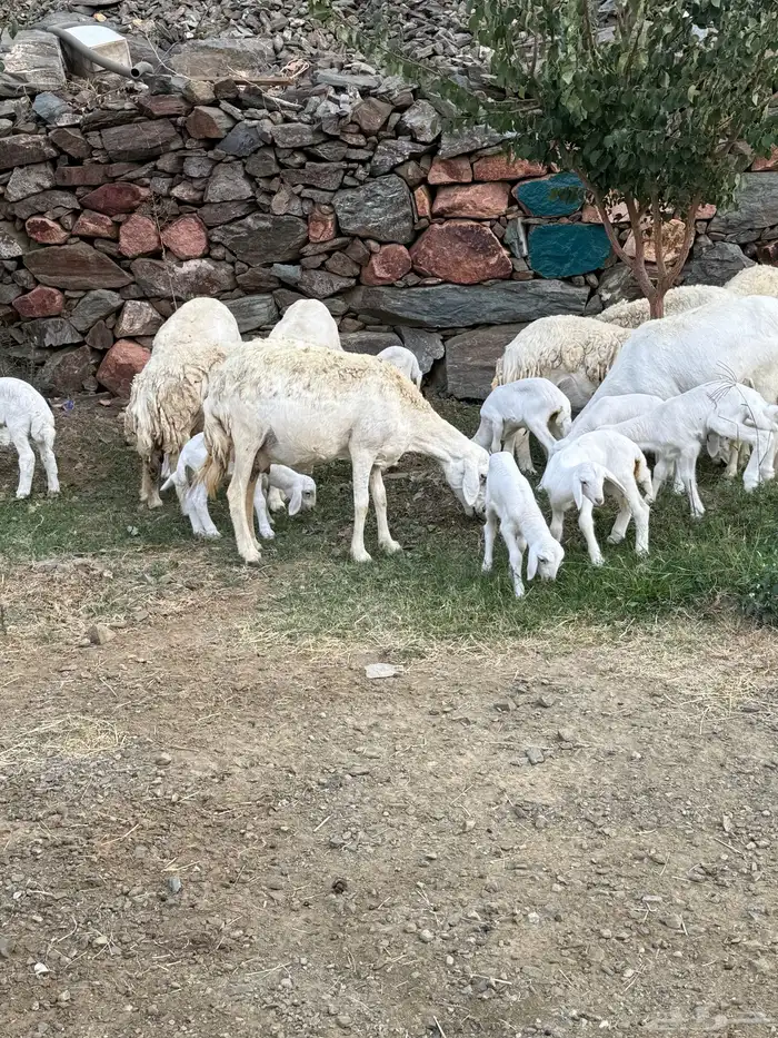 غنم مقاني 13 تحتها 14 7