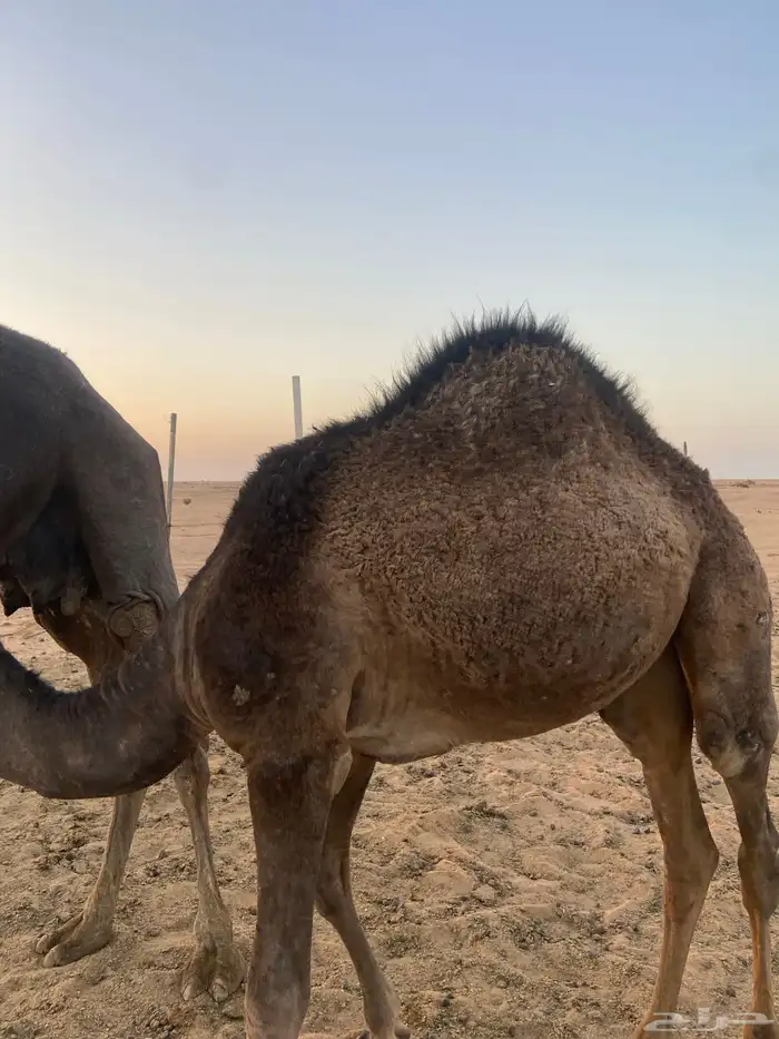حاشي طيب 1