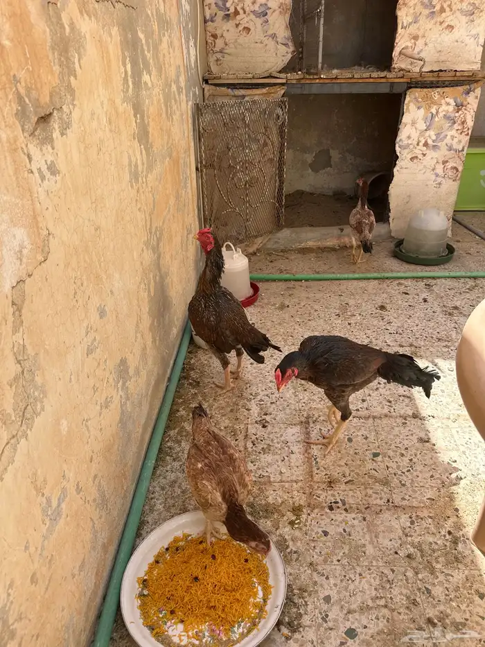 شامو ياباني 0