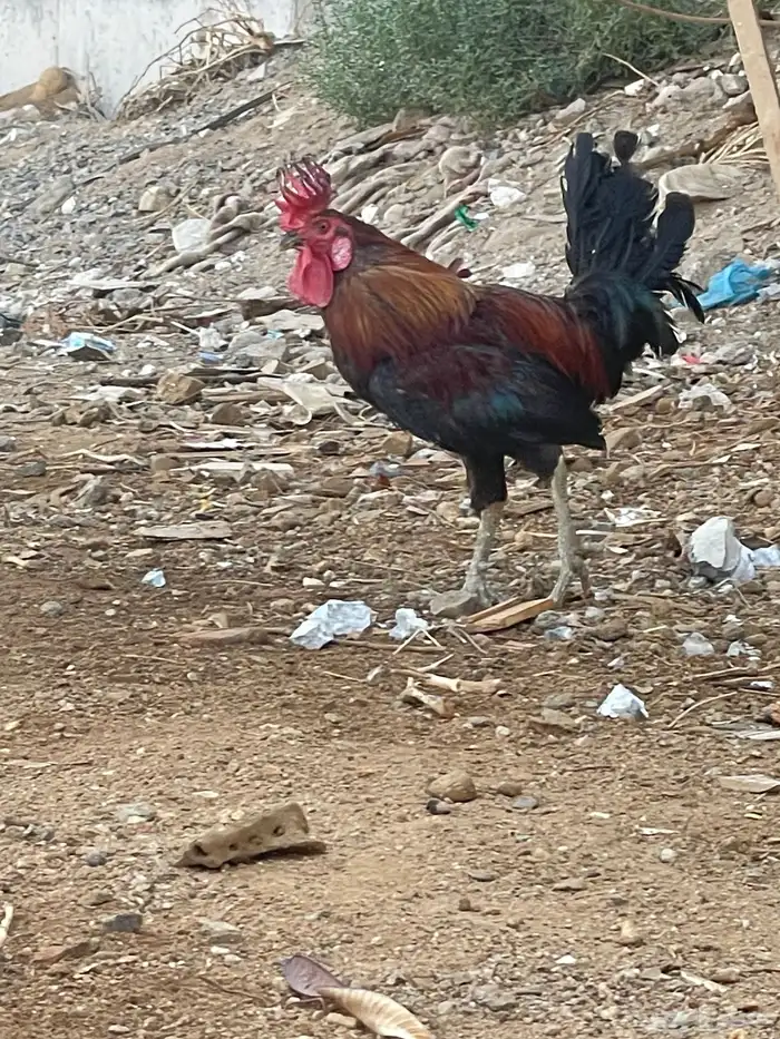 ديك عربي اصيل 2