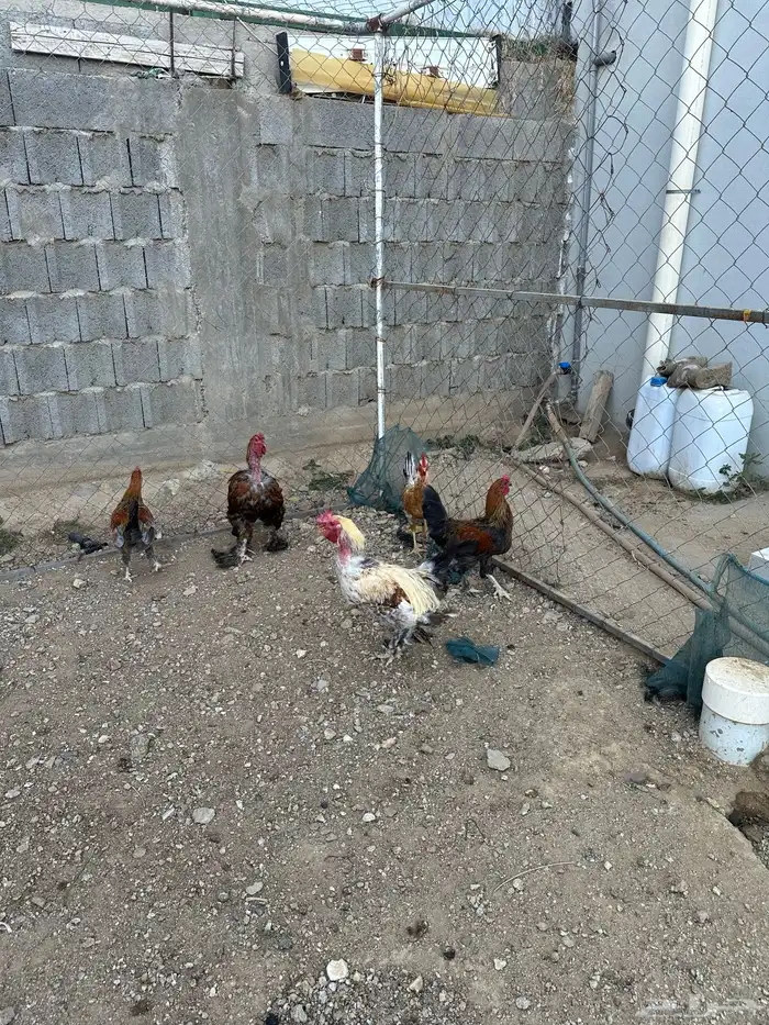 دجاج 2
