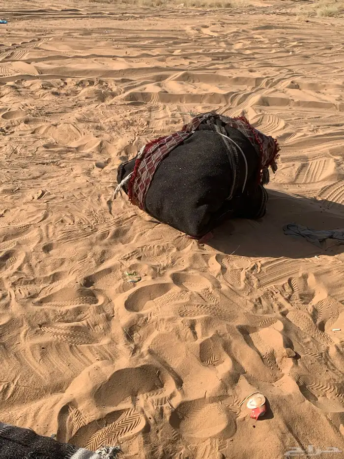 بيت شعر وخيمه كلهن ستة في أربعة 8
