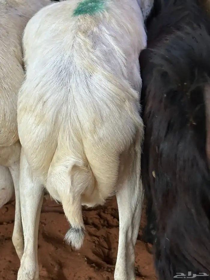 تيوس وبرابر مرابي 46