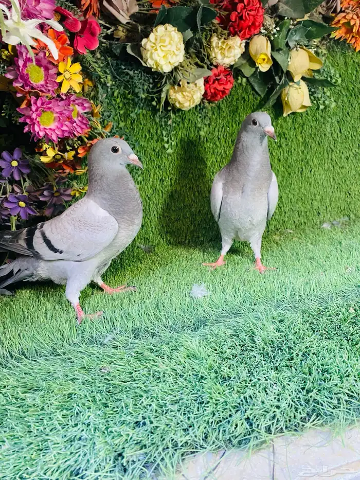 للبيع مجموعة طبات زواجل 18