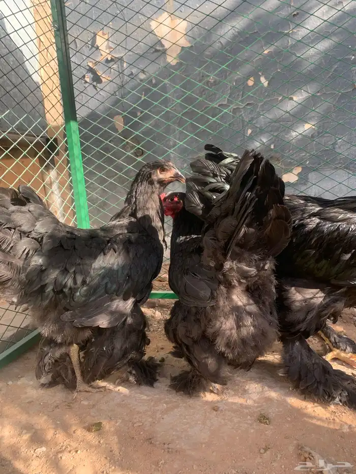 بشاير براهما اسود 4