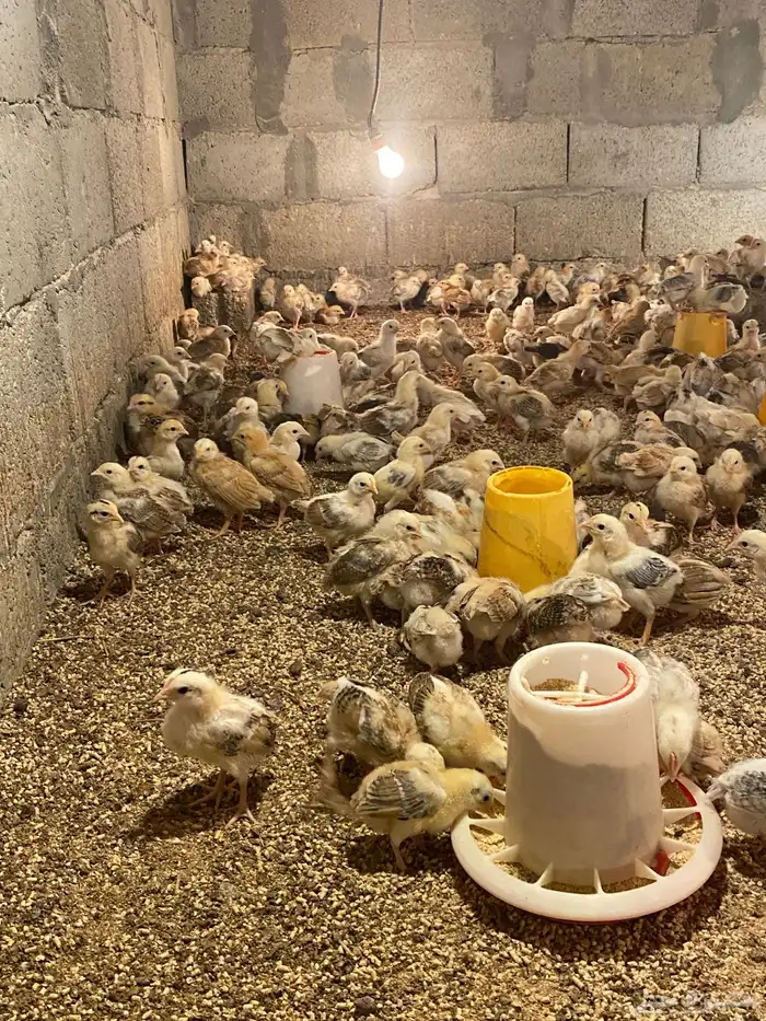 صوص عمر 19 يوم 2