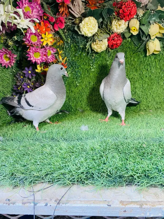 للبيع مجموعة طبات زواجل 14