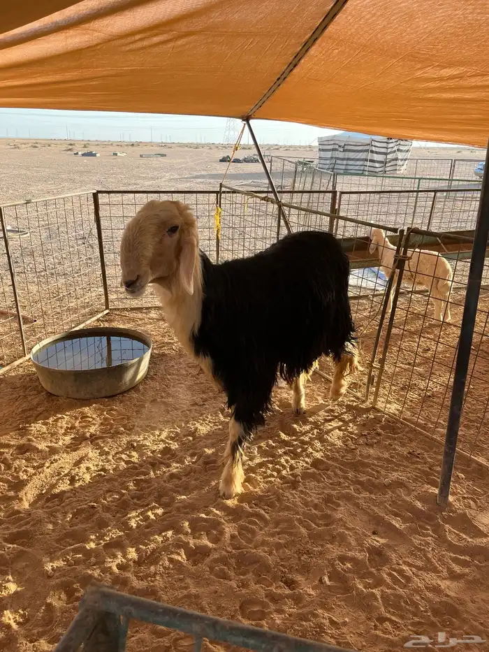 نجدي طيب البيع 0