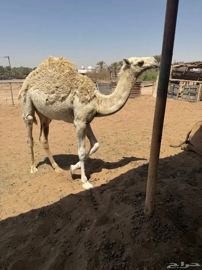 قعود 2