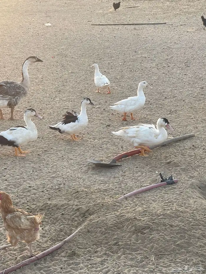 دجاج حمام وز عراقي بط 3