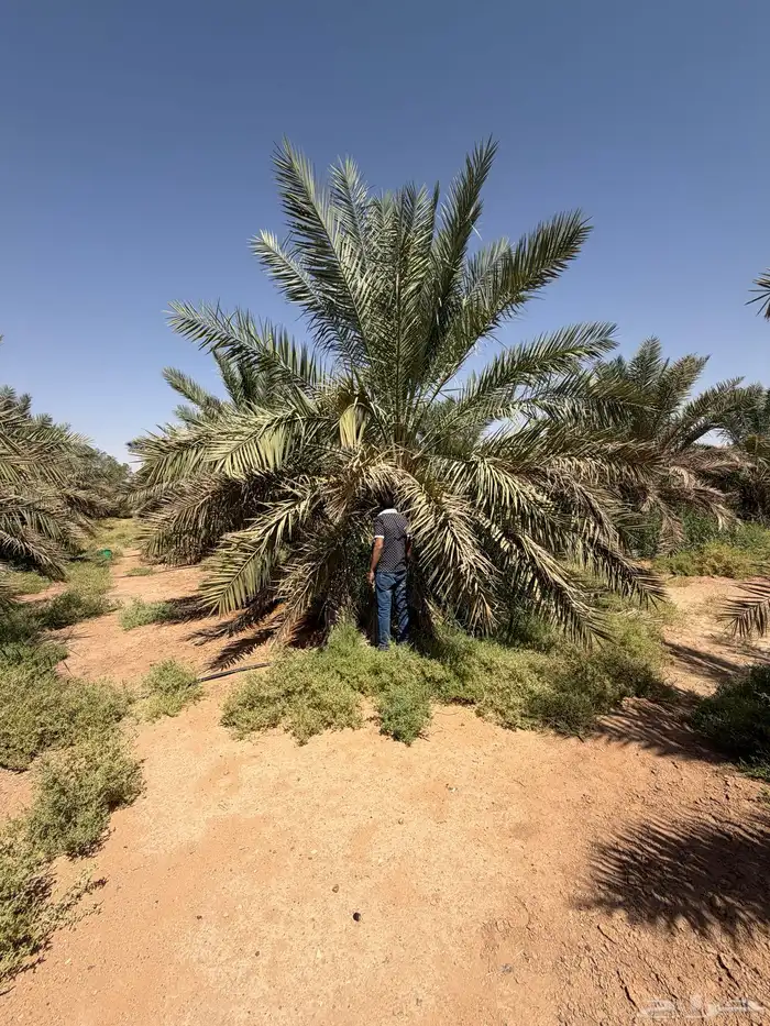 حوالي 100 نخلة (جثايث) ارتفاع 2متر إلى 3 متر 2