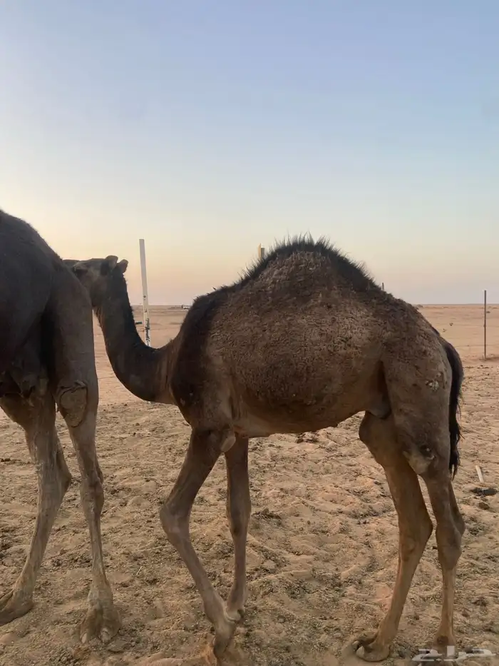 حاشي طيب 0