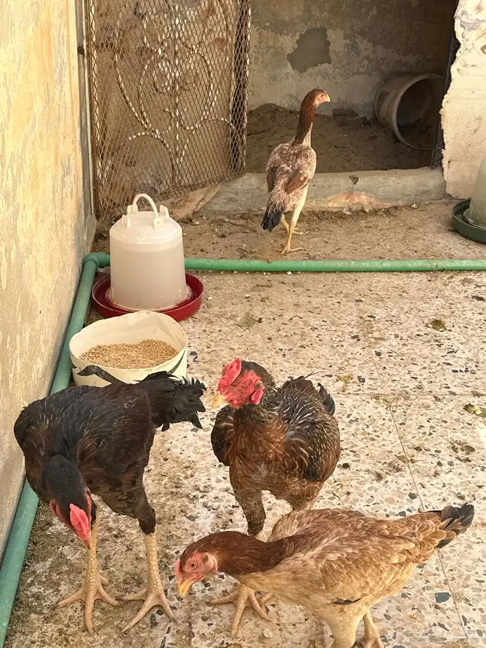 شامو ياباني 3