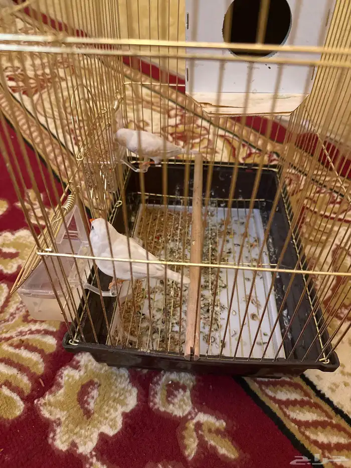 طيور كناري 1