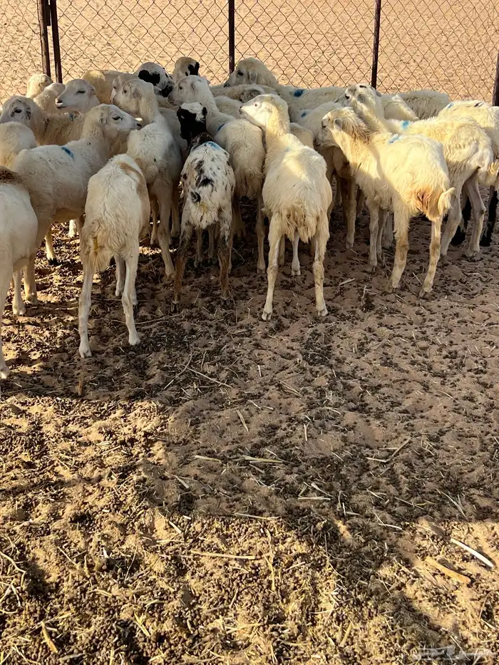 رخال رفيدي 1