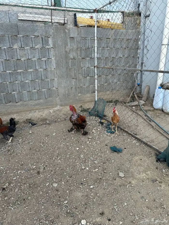 دجاج 1