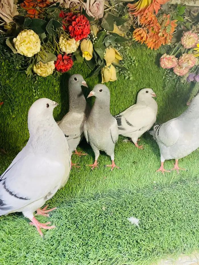 للبيع مجموعة طبات زواجل 0