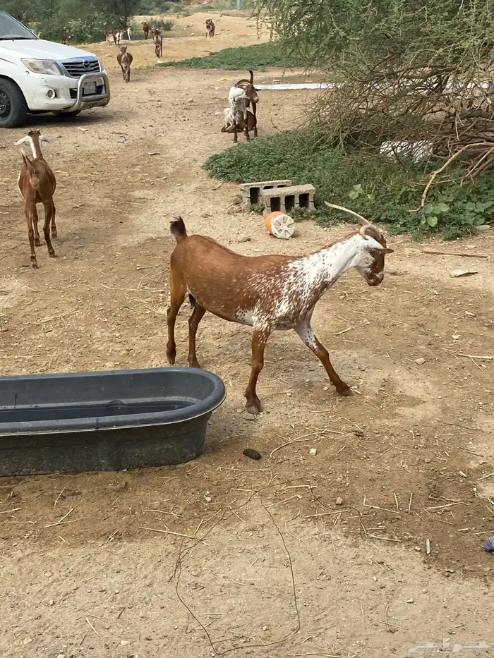 ماعز جنوبيه وشحاء 0