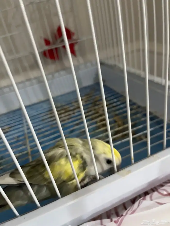 عصفور اليف روز 1