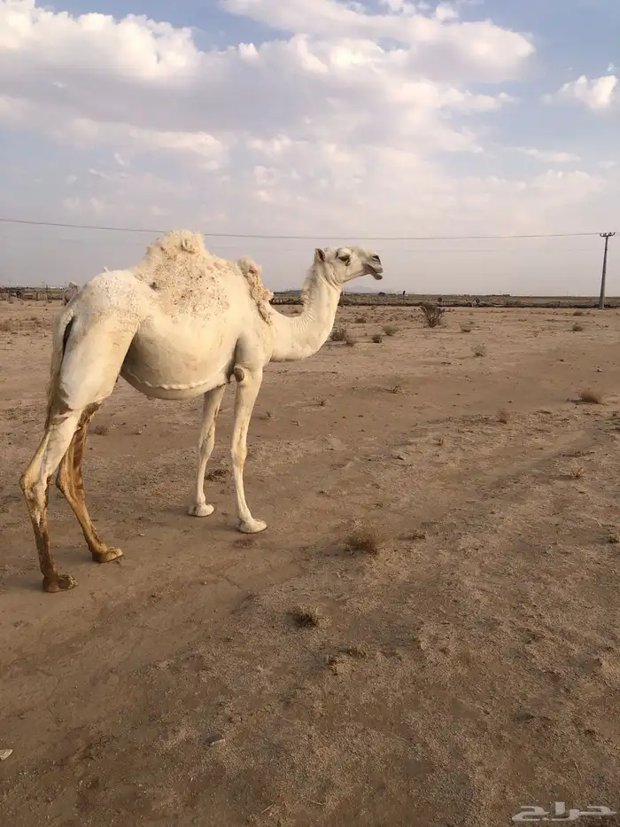ثنيه تماميه لقحه 0