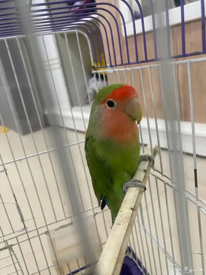 روز 4