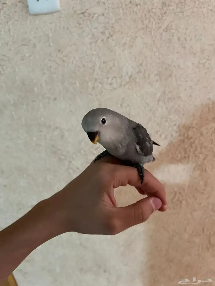 طير روز أليف 0