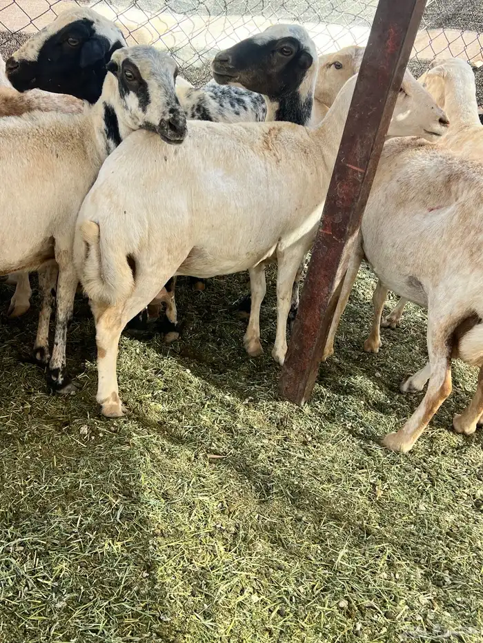 غنم رفيديات 9