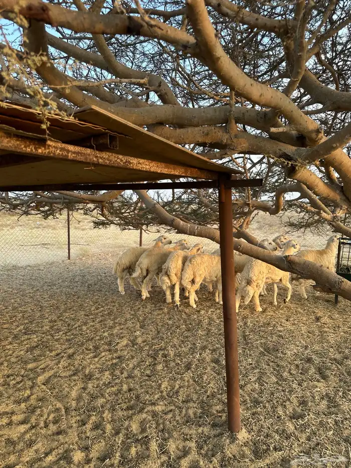 طليان ذبايح 7
