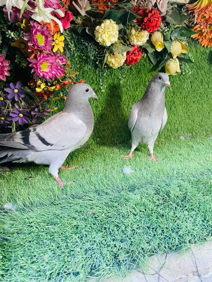 للبيع مجموعة طبات زواجل 15