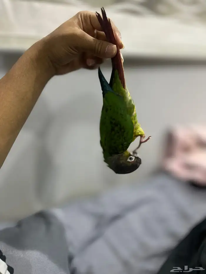 ببغاء كنيور مفقود 0