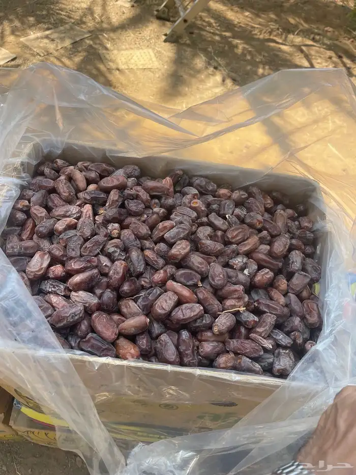 موجود تمر خضري للبيع 0