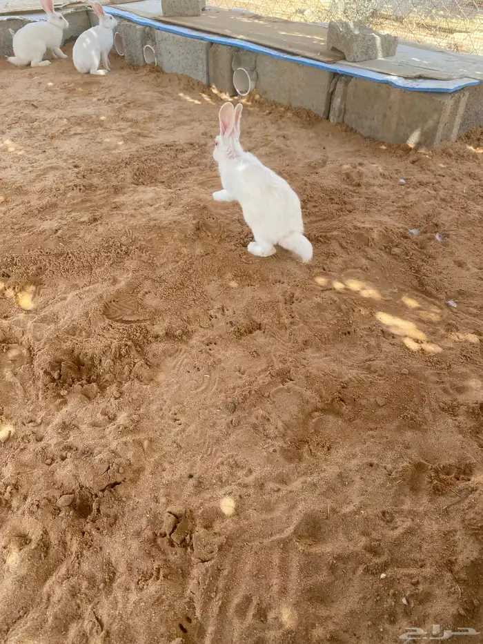 ذكور ارانب فرنسي 6