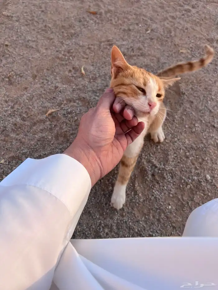 للتبني للتبني 0