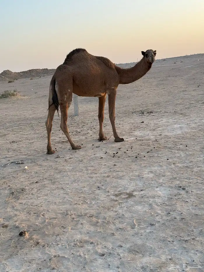 بكره سنها جذعه حايل التصاق رحم 1