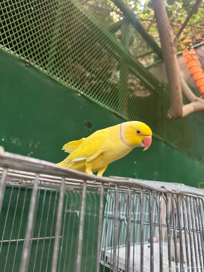 ذكر دره لاتينو 10