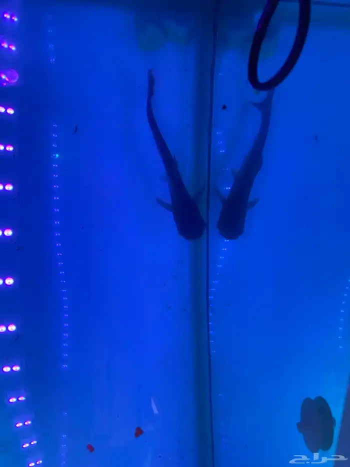 سمكة زينة القرش الزجاجي أو بانجاسيوس(قرموط) 1