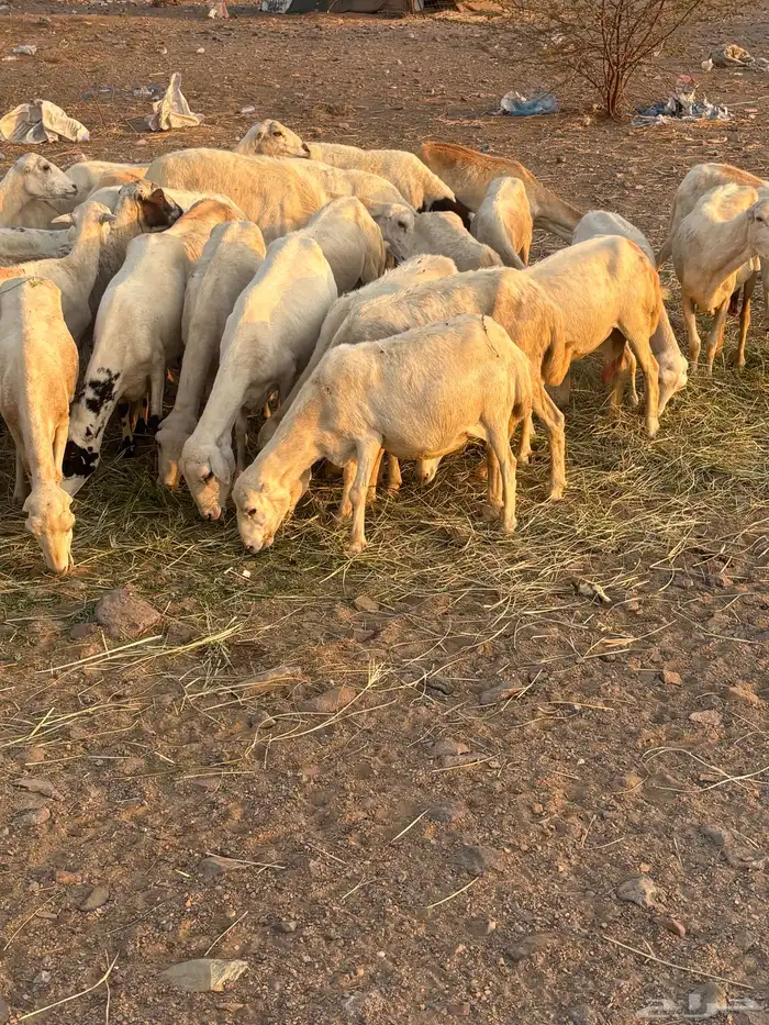 40 ضان رفيدي الحد 650 2