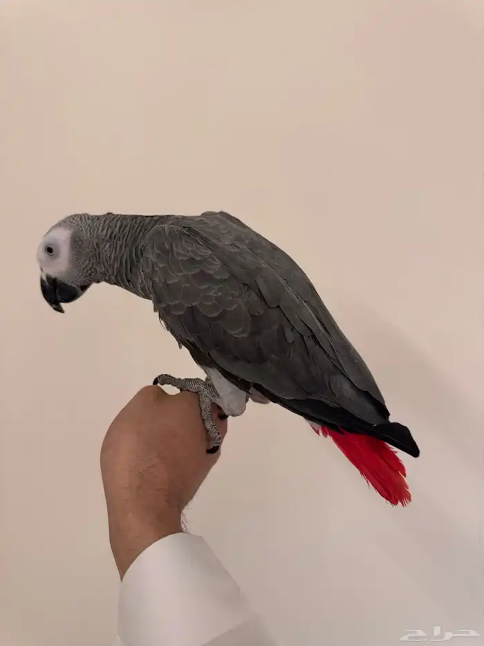 كاسكو اليف جدا ومتكلم 7