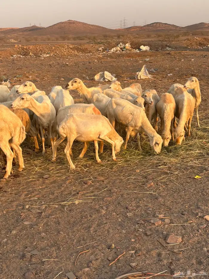 40 ضان رفيدي الحد 650 6
