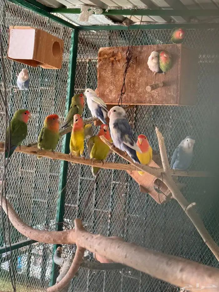 روز 1