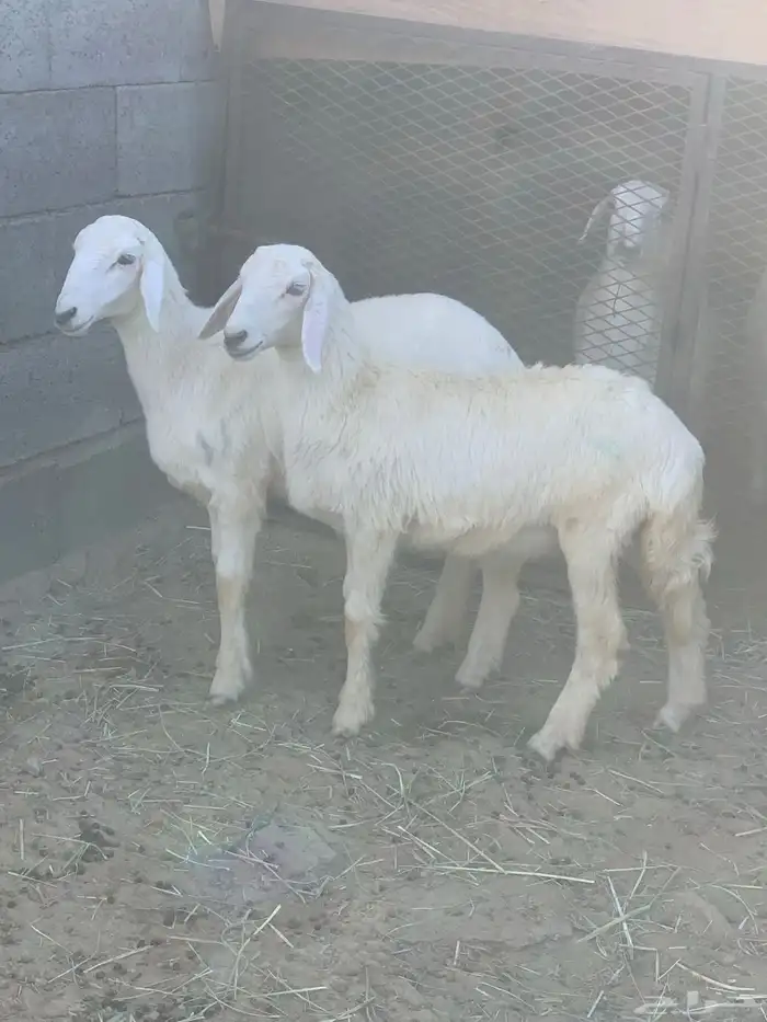 رخال 2 0