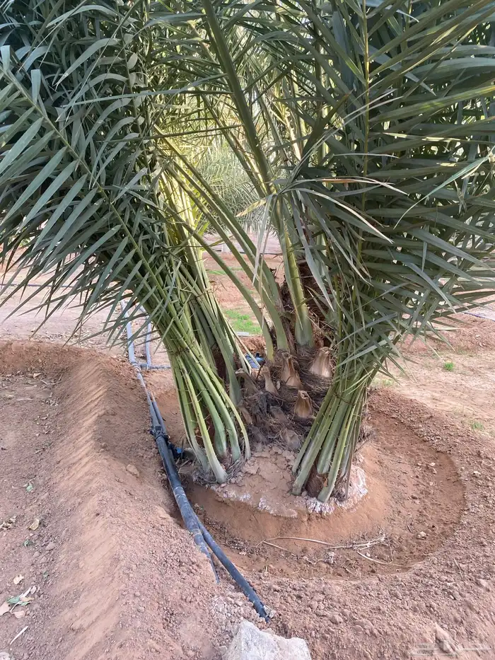 فراخة نخل سكري كبار 2