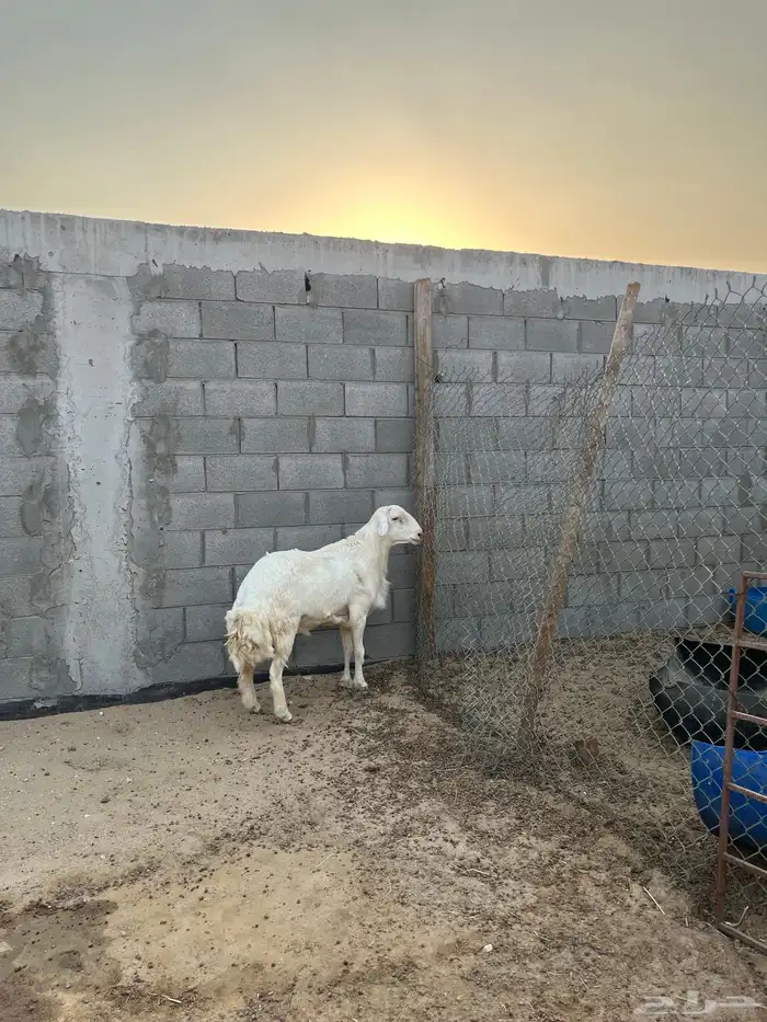 فحل حري 1