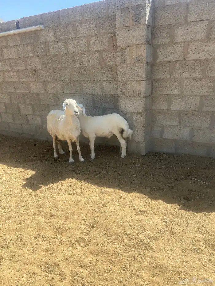 حريه متبع 2