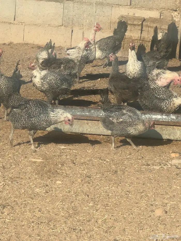 دجاج فيومي بياض 2