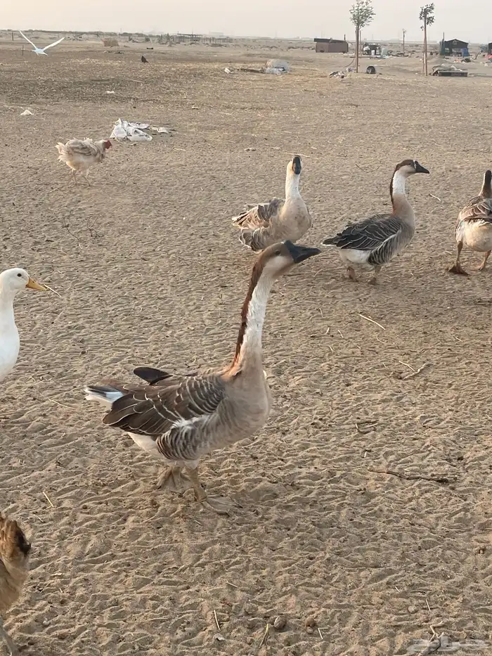 دجاج حمام وز عراقي بط 5